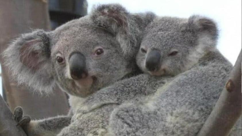 Pelea entre dos koalas paraliza el tránsito en Australia