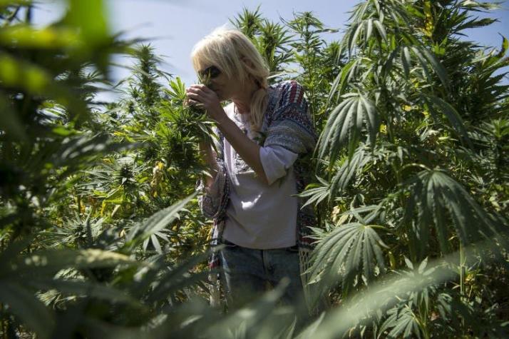 Australia da luz verde a exportaciones de cannabis terapéutico