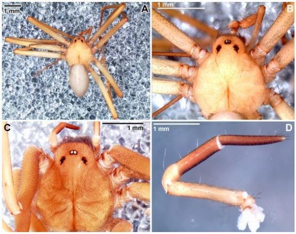 Descubren tres nuevas especies de arañas venenosas en Chile
