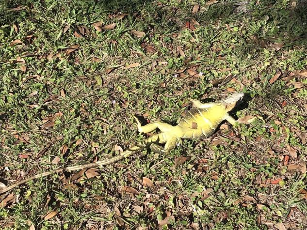 La inusual "lluvia de iguanas" que sorprendió a los habitantes de Florida