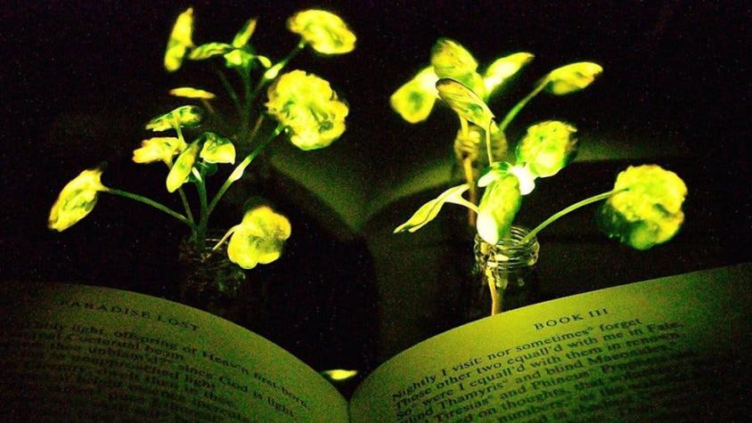 La planta que brilla como una luciérnaga y podría reemplazar a la lámpara de tu escritorio