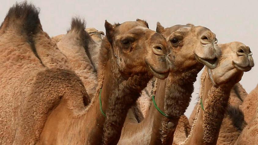 Los camellos con botox a los que descalificaron de un millonario concurso de belleza