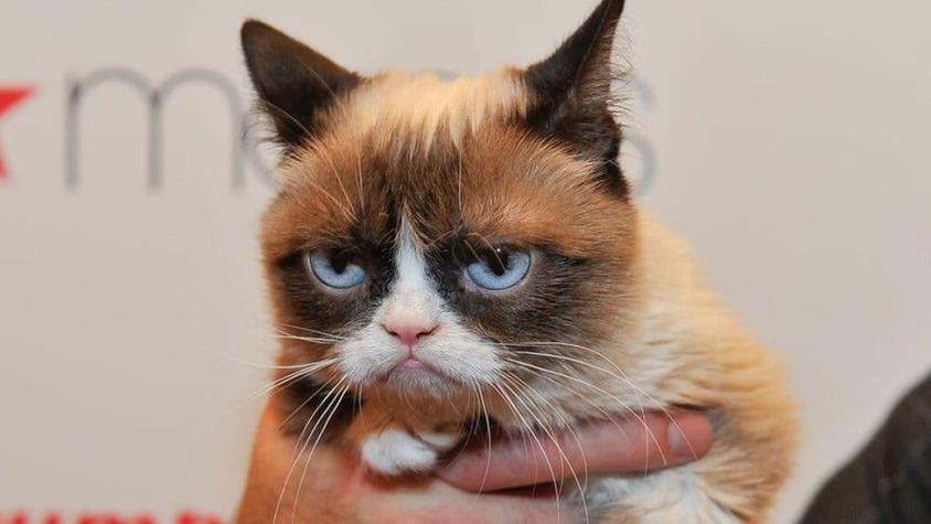 ¿Cómo Grumpy Cat, la popular gata gruñona, ganó una demanda de US$700.000 contra una marca de café?