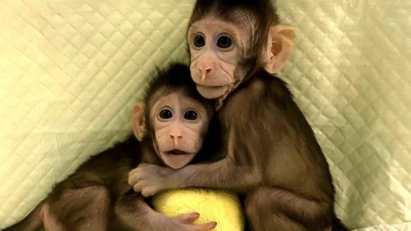 La polémica clonación de monos en China y qué dice sobre la posibilidad de clonar humanos