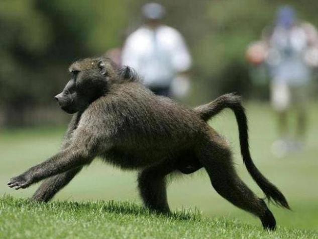 Cincuenta monos se fugan de sus jaulas y obligan a evacuar el Zoo de París