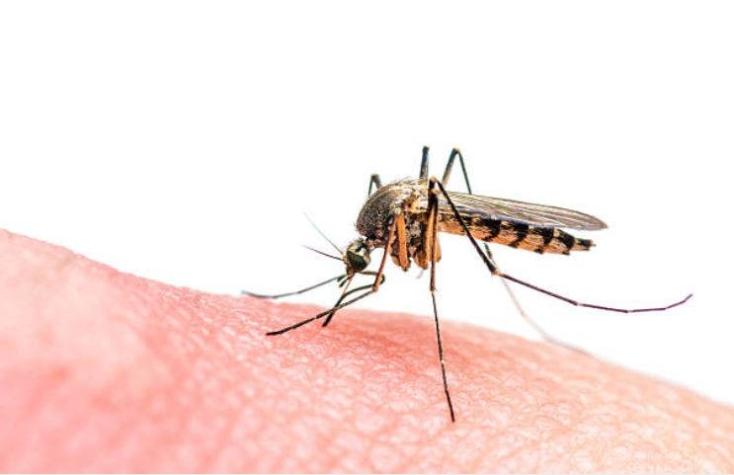 Minsal confirma caso de malaria en la región del Biobío
