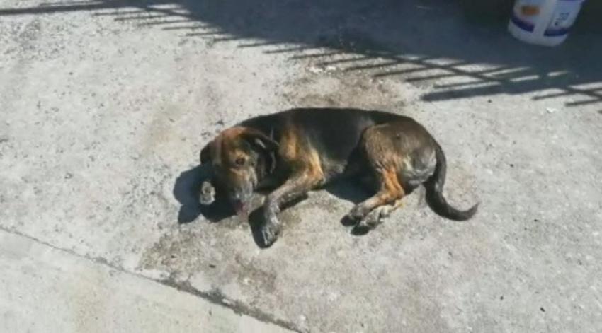 [VIDEO] Investigan extrañas muertes de perros en Coronel