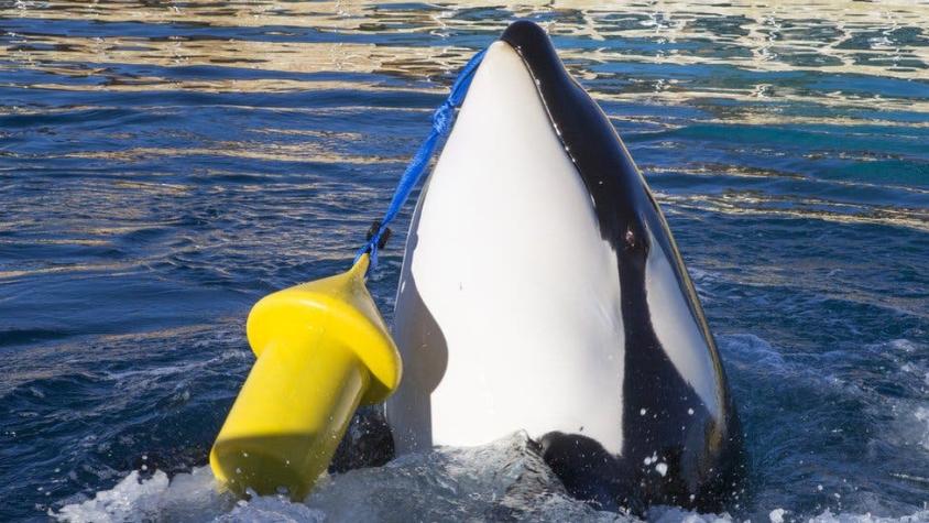Wikie, la primera ballena orca que puede imitar el habla humana diciendo "hola" y "adiós"