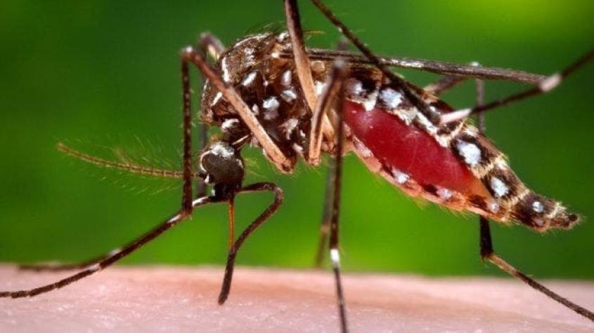 Fiebre amarilla y 6 cosas que quizás no sabes sobre los mosquitos