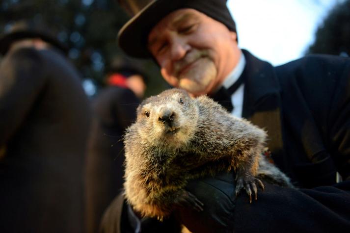 "El día de la marmota": Phil "predice" otras seis semanas de invierno en el hemisferio norte