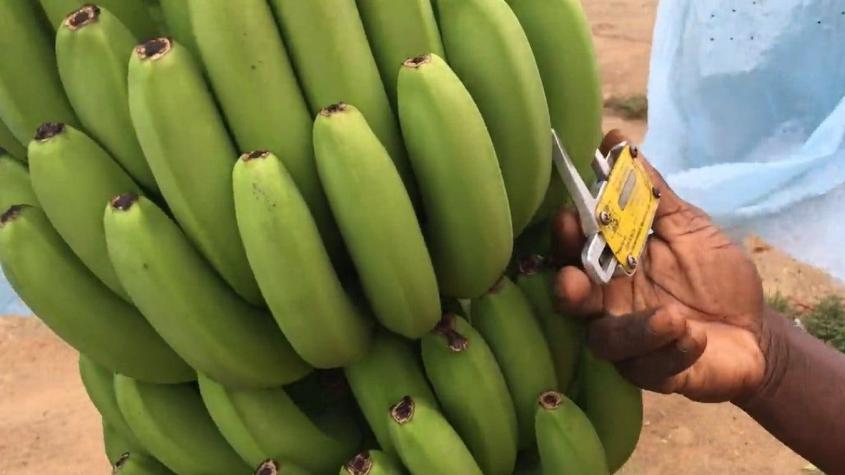 La remota plantación que podría tener la clave para ganar la batalla y salvar los plátanos del mundo