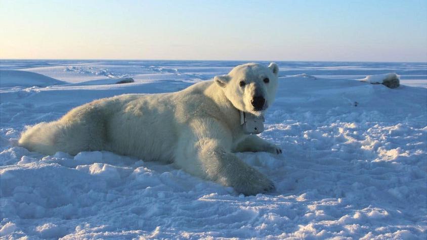 Lo que revelan las cámaras que siguieron durante 3 años la vida de los osos polares en el Ártico