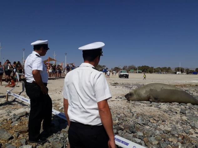 Armada protege a elefante marino hallado en Bahía Inglesa