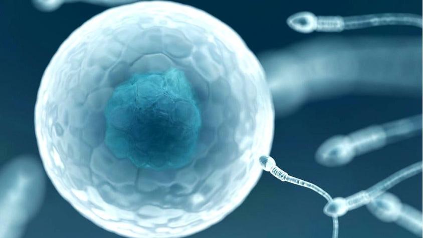 Crean los primeros óvulos humanos de laboratorio, un esperanzador avance