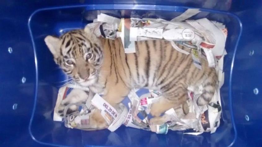Encuentran un pequeño tigre dentro de un paquete enviado por correo en México