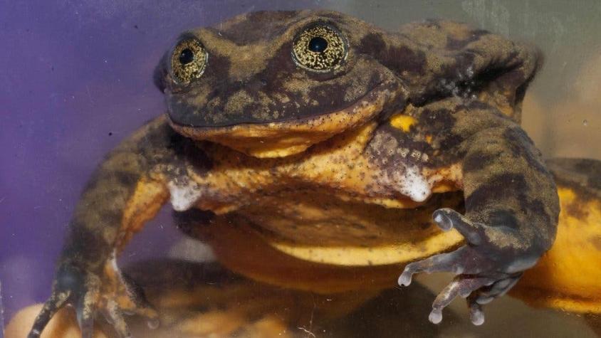 Romeo: la rana boliviana que lleva 9 años buscando una hembra y podría ser la última de su especie