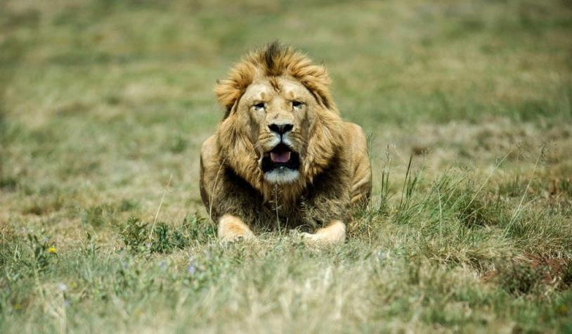 Grupo de leones devora a un cazador en una reserva de Sudáfrica