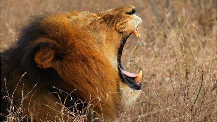 El supuesto cazador furtivo que fue devorado por una manada de leones en Sudáfrica