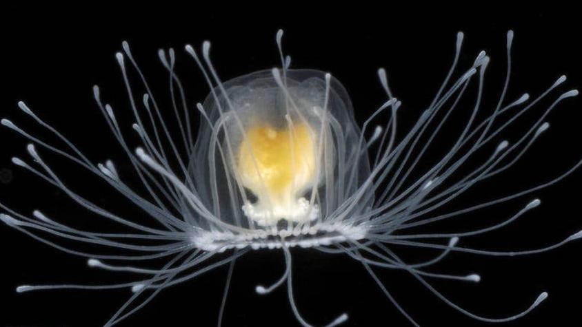 El misterio de la medusa que puede vivir para siempre