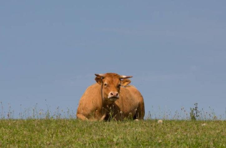 Vaca fugitiva se escondió por meses en un bosque de Holanda para no ir al matadero