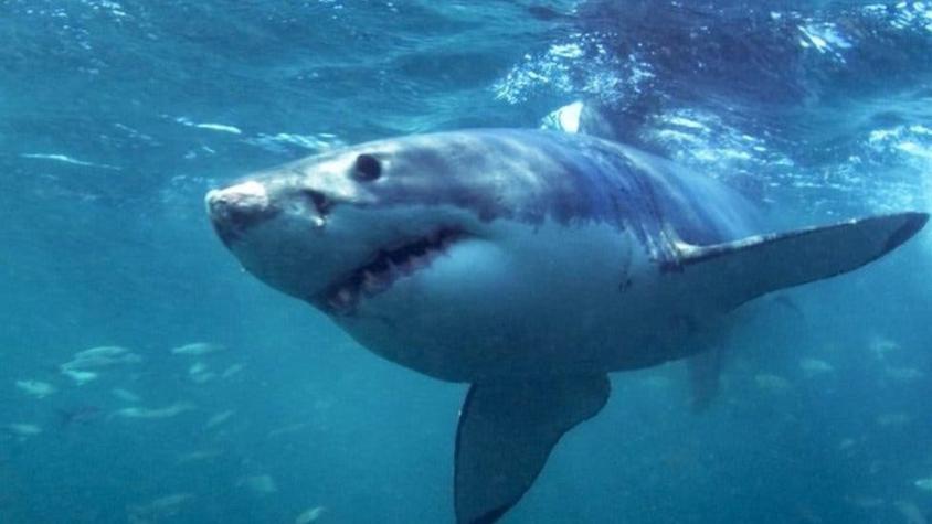 Por qué el tiburón blanco no es un "monstruo que come personas"