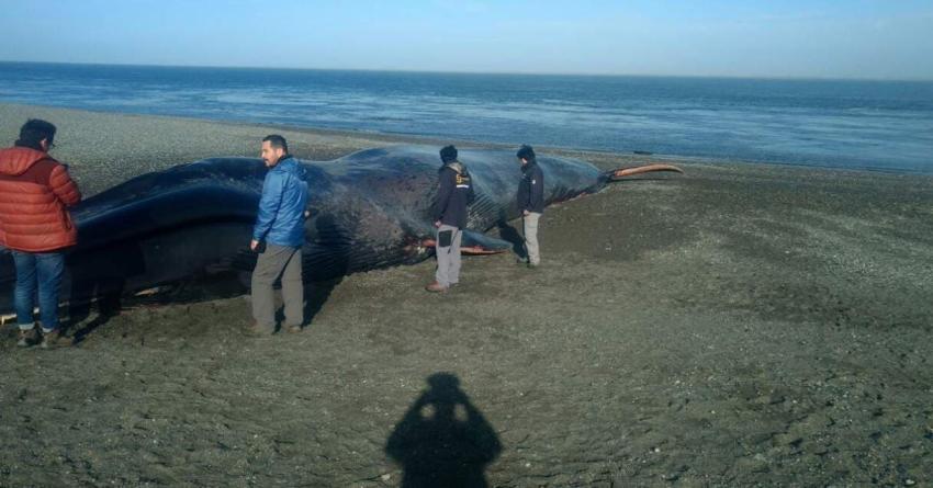 Sernapesca admite que rayado de ballena varada no se puede sancionar legalmente