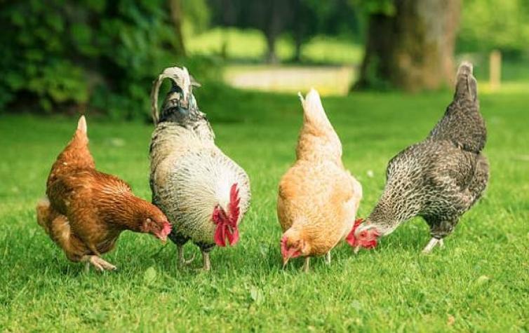 Francia permitirá solo la venta de huevos de "gallinas felices"