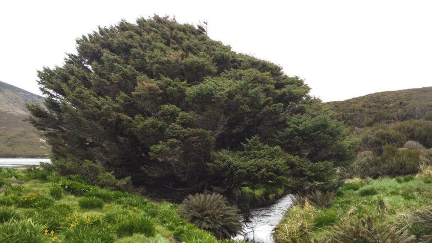 Así es el árbol "más solitario" de la Tierra y qué dice sobre la humanidad