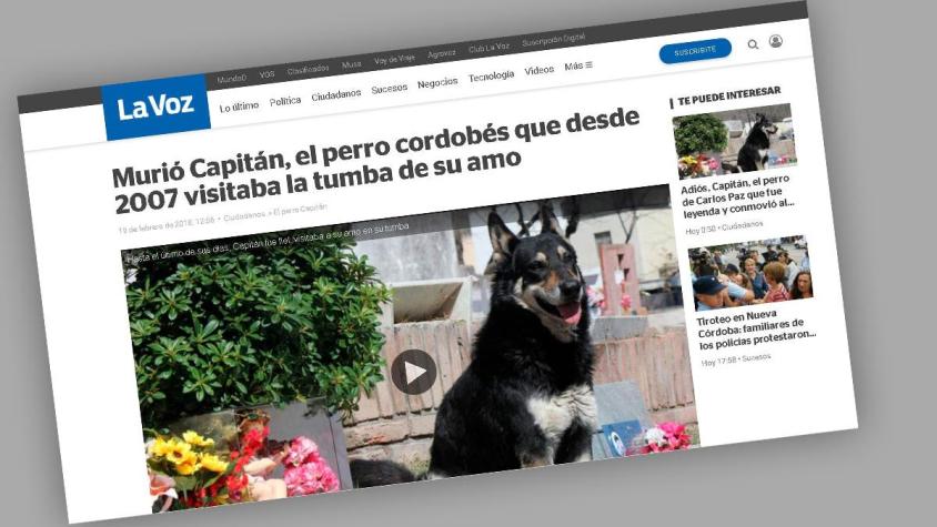Muere Capitán, el perro argentino que visitó la tumba de su dueño por más de una década