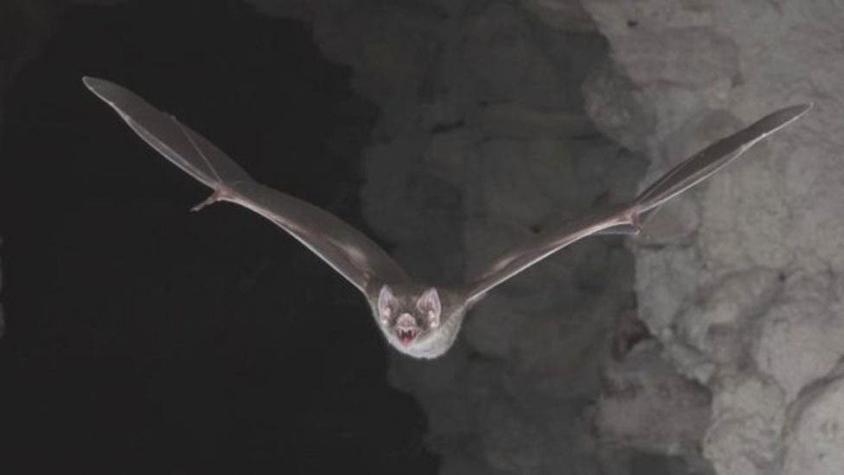 ¿Por qué algunos murciélagos están sedientos de sangre? su ADN da la respuesta