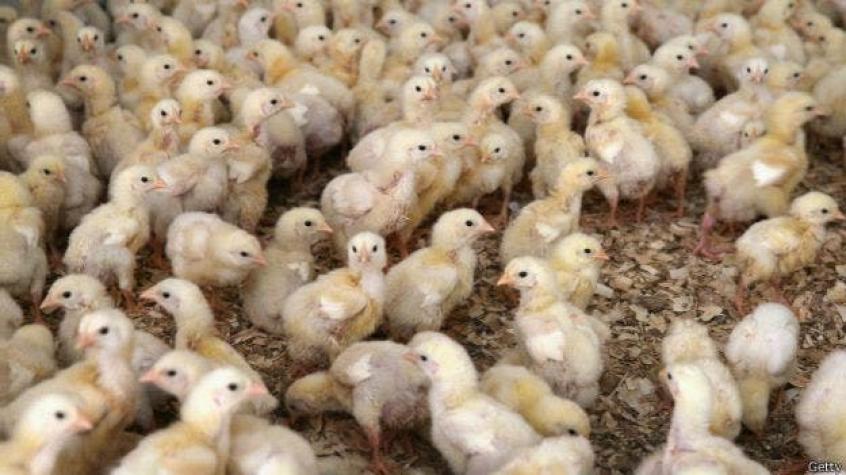 Nueva prohibición afecta exportaciones de pollo de Brasil