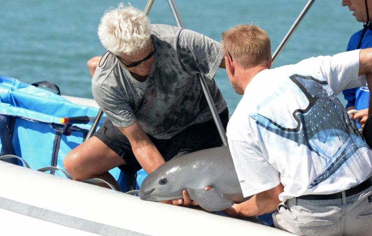Armada de México se une a barcos activistas para salvar a la vaquita marina