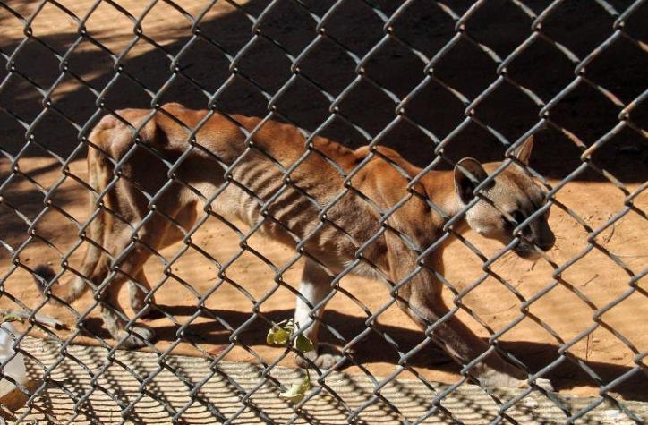 Venezuela: Animales en peligro de extinción mueren por falta de comida en zoológico