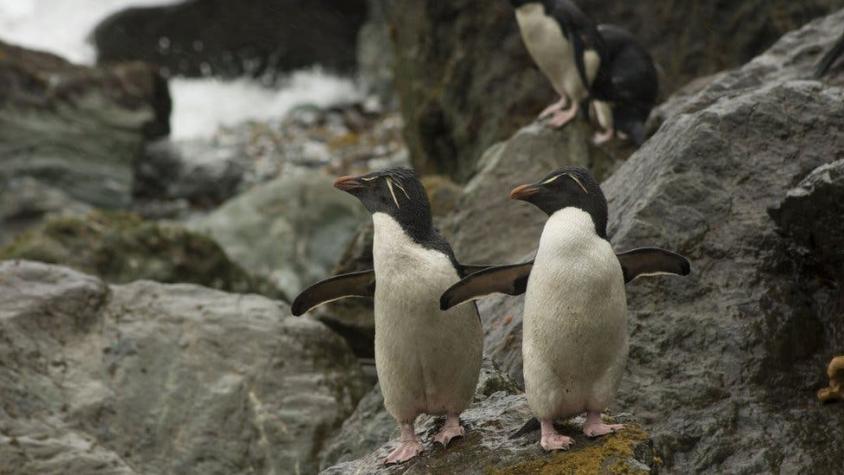 ¿Qué hace tan especial al parque marino más austral de América creado en Chile?