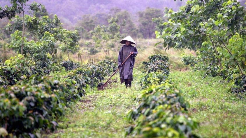 Cómo el café levantó a Vietnam de las cenizas tras el desastre de la guerra