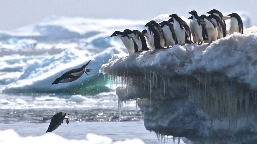 Cómo descubrieron desde el espacio una enorme colonia de pingüinos en la Antártida