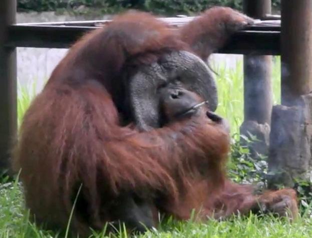 [VIDEO] Polémica en Indonesia por orangután que fuma