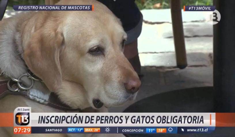 [VIDEO] Ley Cholito: Cómo inscribir a las mascotas en el registro nacional
