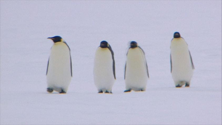 [VIDEO] ¿Qué se hace para conservar a los pingüinos chilenos?