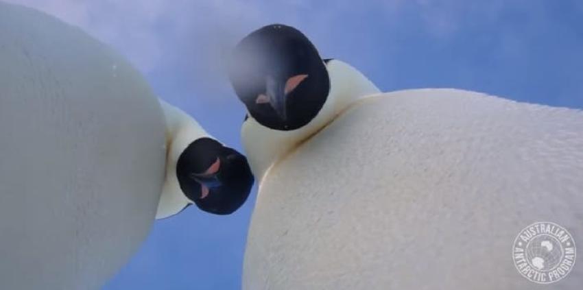 [VIDEO] La selfie de dos pingüinos que fue captada casualmente en la Antártica