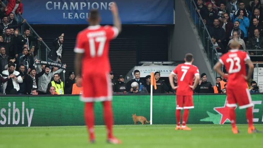 Bayern elige al gato que invadió la cancha como su figura en triunfo sobre Besiktas