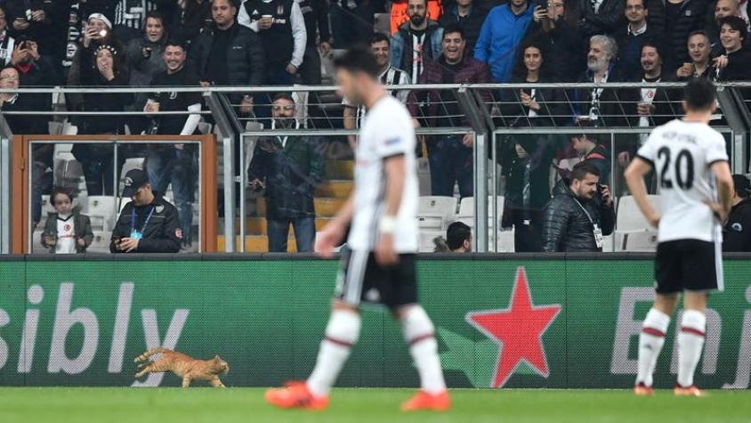 La UEFA abre expediente al Besiktas tras irrupción de gato en el césped