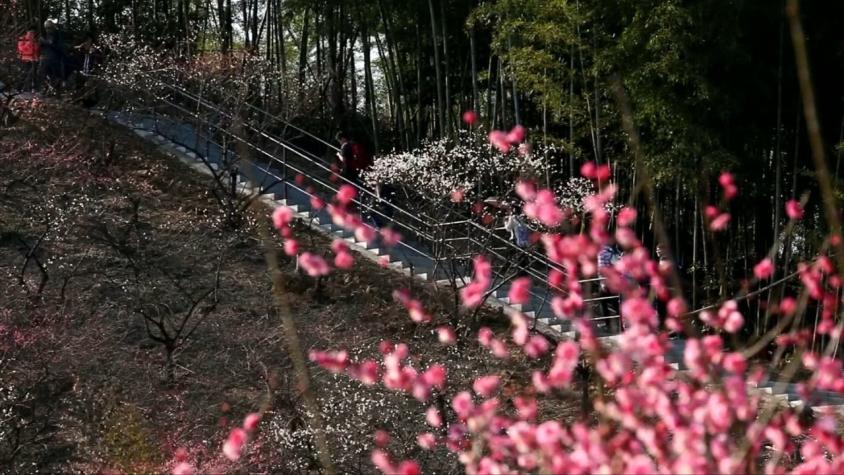 [VIDEO] China da bienvenida a la temporada de flores