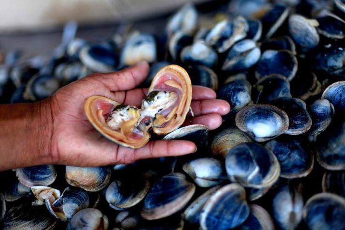 [VIDEO] Marea Roja: Jumbo llama a no consumir almejas frescas de sus locales
