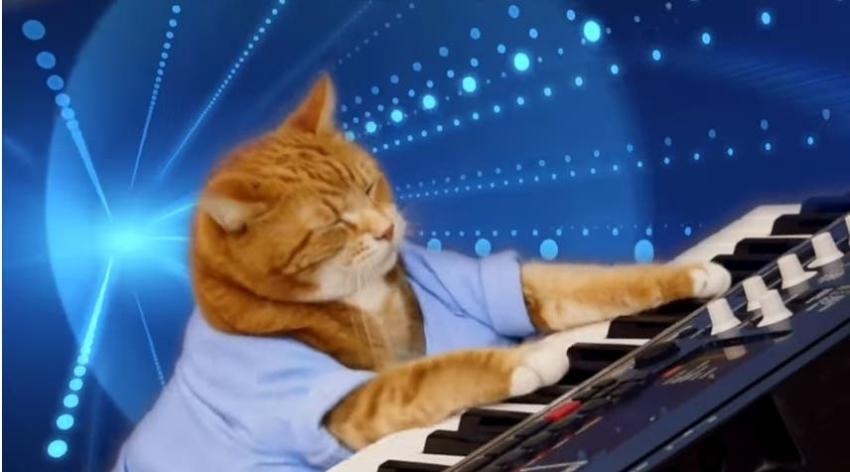 "Keyboard cat": Fallece el gato más famoso de internet