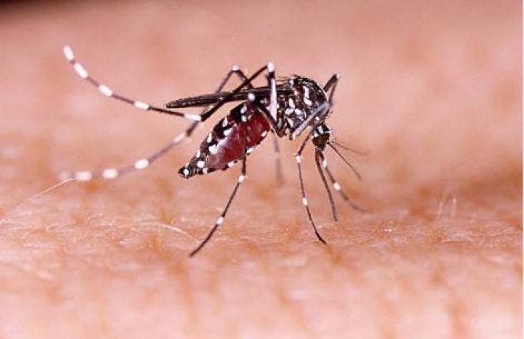 Minsal confirma hallazgo de mosquito que transmite el virus Zika en Arica