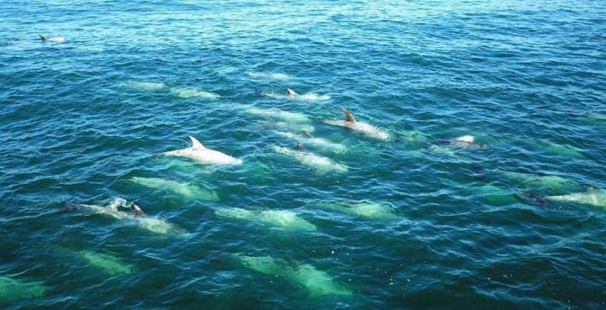[VIDEO] El inusual registro de un grupo de delfines en el Litoral Central