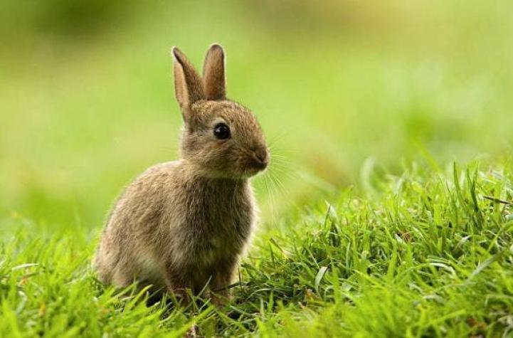 Atención amantes de los conejos: El primer Bunny Fest de Chile será gratuito