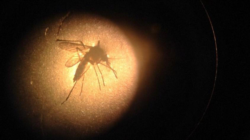 [VIDEO] El mosquito del Zika llegó a Chile