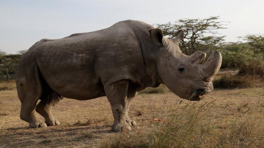 ¿Qué pueden hacer los científicos para salvar a la especie del rinoceronte blanco del norte?